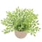 9&#x22; Green Smilax Plant in Paper Pot by Ashland&#xAE;